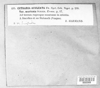 Cetraria aculeata image